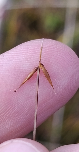 few-flowered sedge