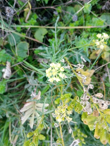 Wild Mignonette