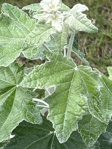 white poplar