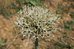 Allium cyrillii