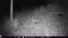 Mephitis macroura milleri