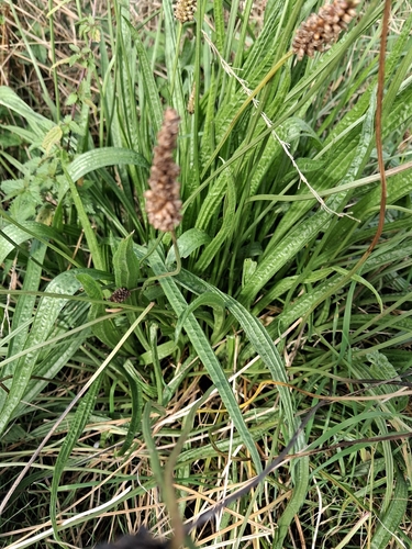 ribwort plantain