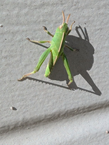 Green-striped Grasshopper