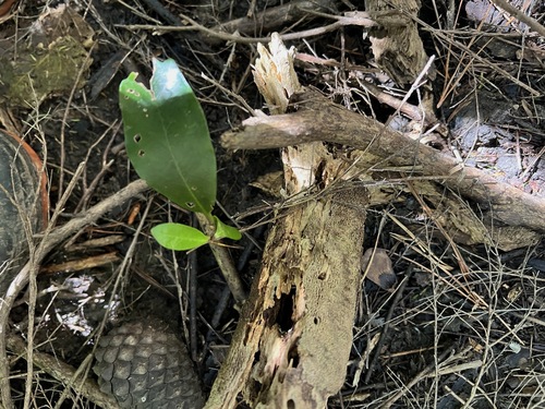 Pinus radiata, photograph 1