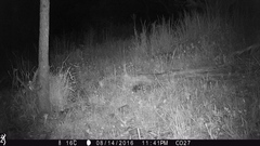 Mephitis macroura milleri