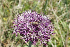 Allium cyrillii