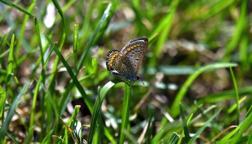 Common Blue