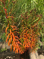 Penthorum chinense