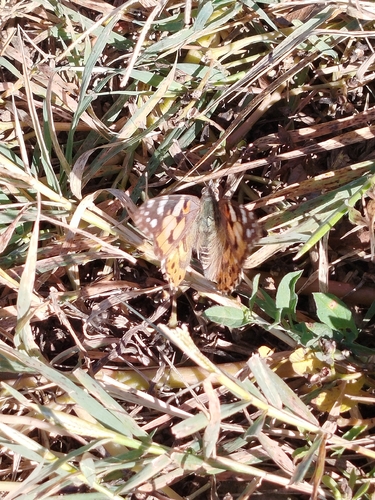 Painted Lady