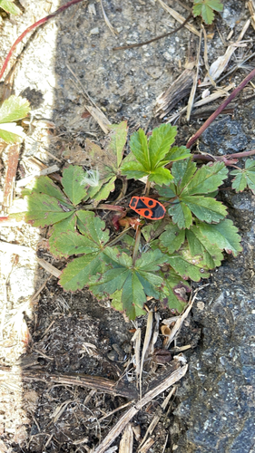 European Firebug