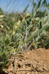 Ornithogalum navaschinii