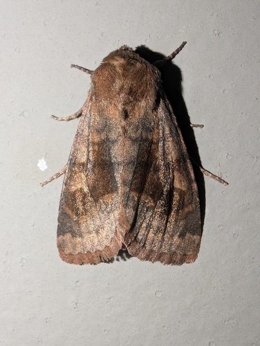 Bronzed Cutworm Moth