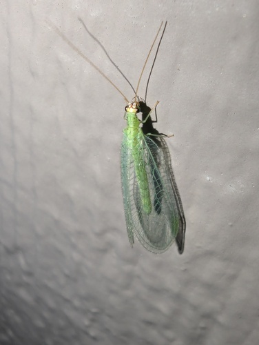 Golden-eyed Lacewing