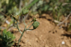 Ornithogalum navaschinii