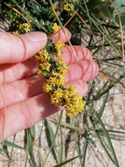 Galium arenarium