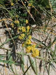 Galium arenarium