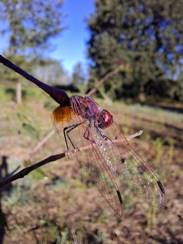 Violet Dropwing