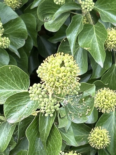 common ivy