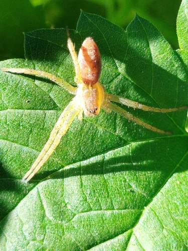 Fishing Spiders