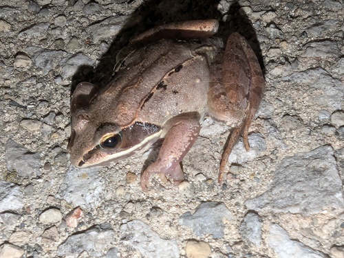Wood Frog