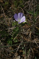 Linum lanuginosum