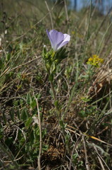 Linum lanuginosum