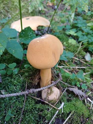 Golden Cap