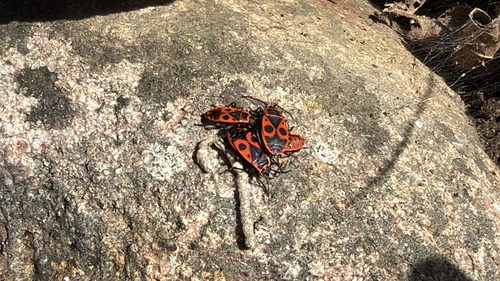 European Firebug