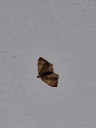 Yellow Shell Moth