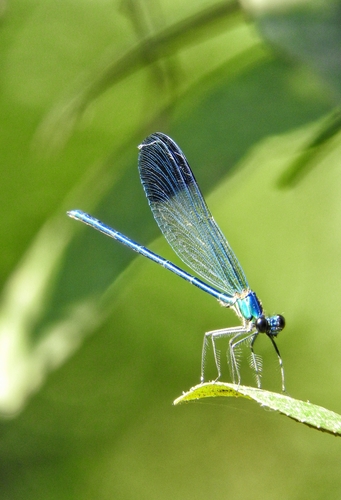 Banded Demoiselle
