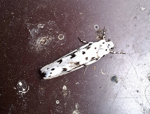 Candidella observed 2026-09-16