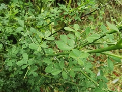 Calicotome spinosa
