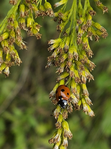 Seven-spotted Lady Beetle