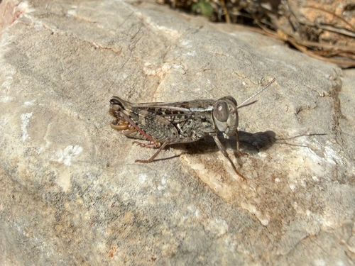 Barbary Grasshopper