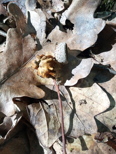Knopper Gall Wasp