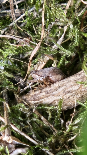 Issus coleoptratus