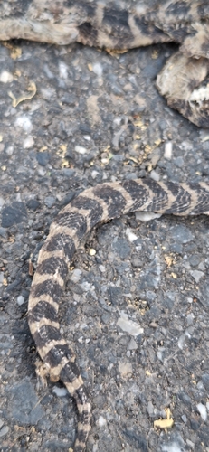Many-banded Krait