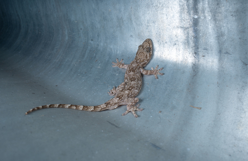 Webbed-toed Gecko