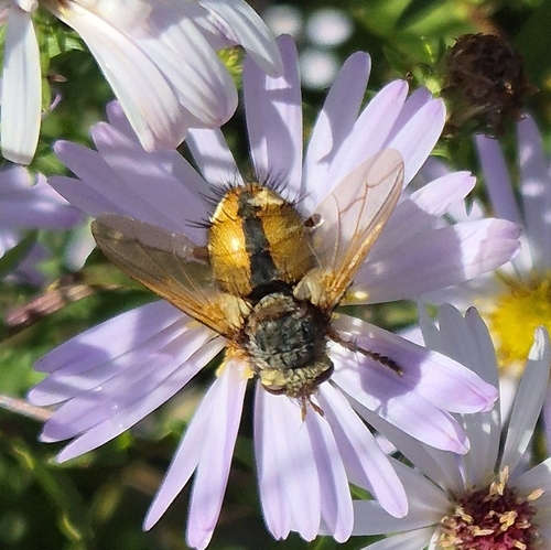 Common Tachinid