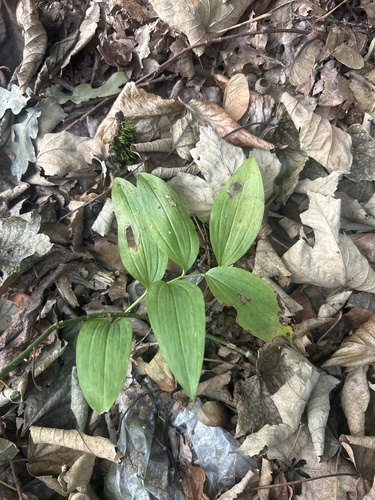 Solomon's-seal