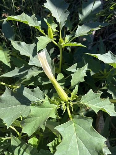 jimsonweed