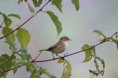 Common Chiffchaff