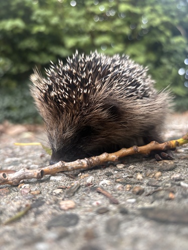 Common Hedgehog
