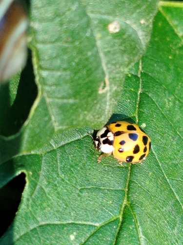 Asian Lady Beetle