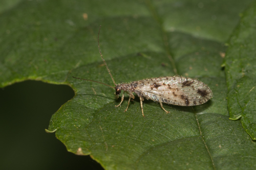 Variegated Brown Lacewing