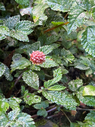 Lecanthus peduncularis, photograph 1