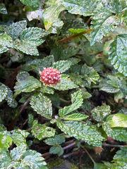 Lecanthus peduncularis, photograph (c) 黃美滿, some rights reserved (CC BY)