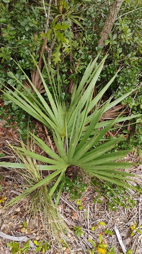 Sabal etonia