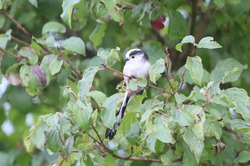Long-tailed Tit