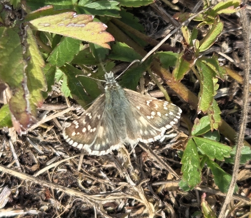 Oberthür's grizzled skipper